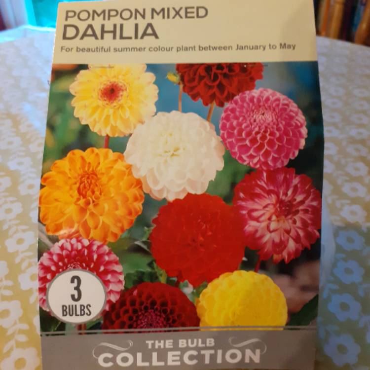 Plant image Dahlia variabilis 'Pompone Mixed' (Mix)