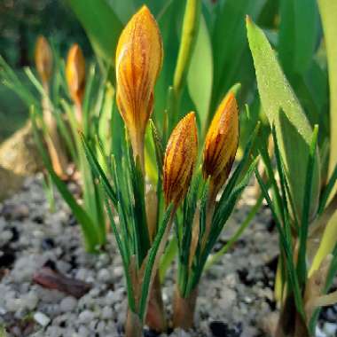 Crocus