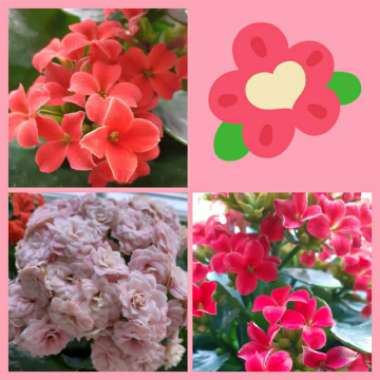 Kalanchoe