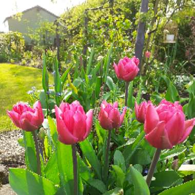 Tulipa (Double Early Group)