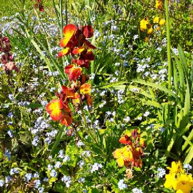 Erysimum