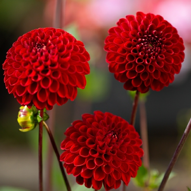 Plant image Dahlia 'Nescio'