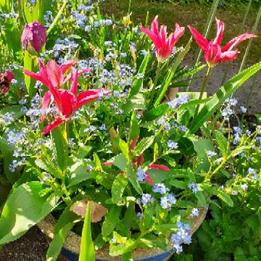 Tulipa 'Dolls Minuet'