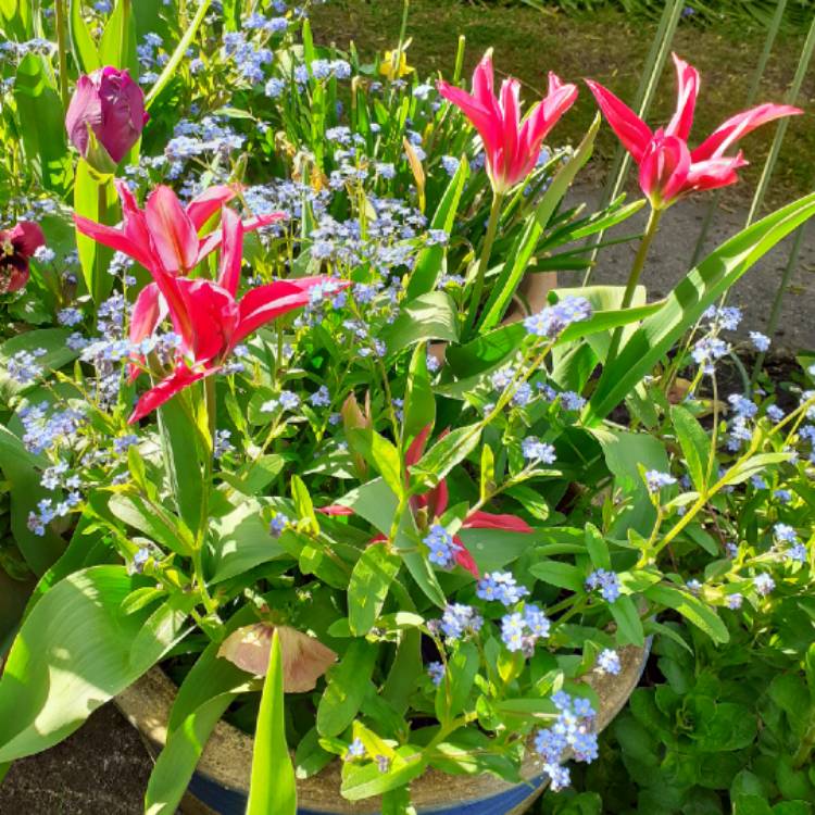 Plant image Tulipa 'Dolls Minuet'