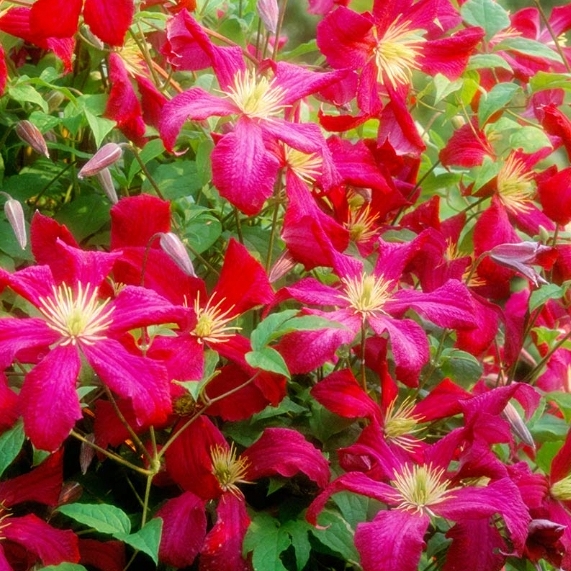 Plant image Clematis viticella 'Madame Julia Correvon'