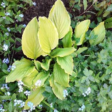 Hosta 'Sun Power'