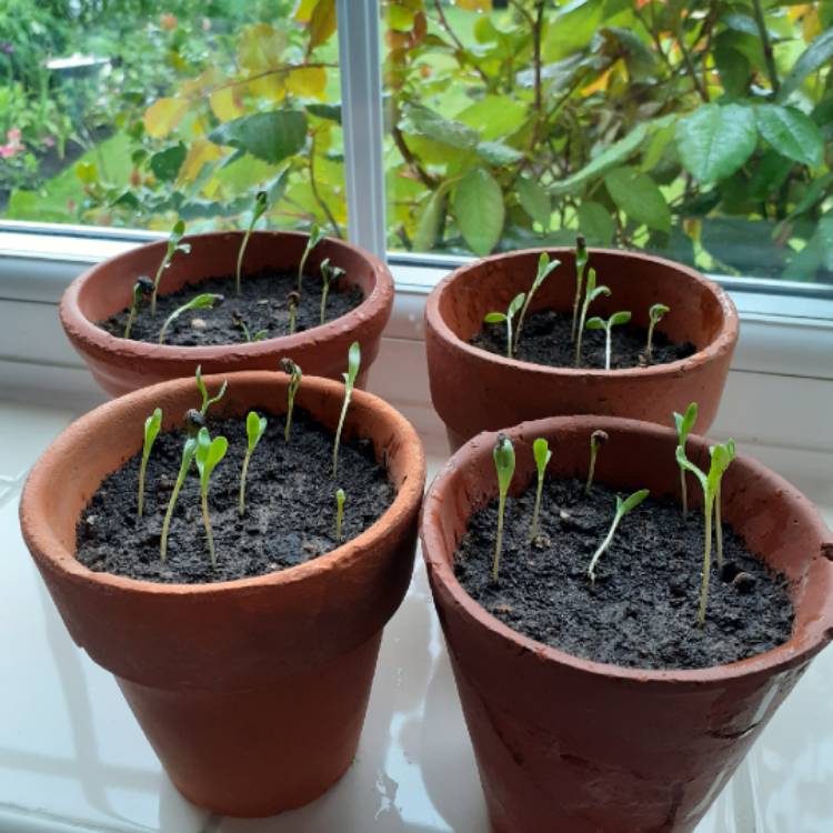 Plant image Calendula 'Orange King'