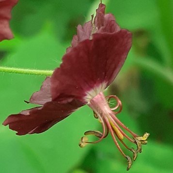 Geranium phaeum