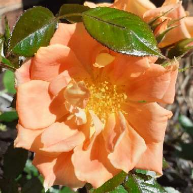 Rosa 'Harglowing' syn. Rosa 'Bridge of Sighs'