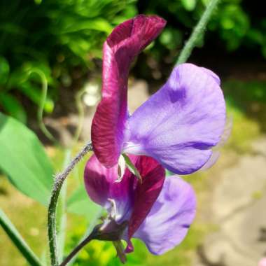 Lathyrus Odoratus 'Cupani'