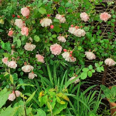 Rosa 'Albertine'