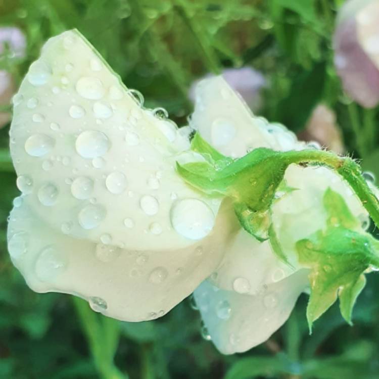 Plant image Lathyrus Odoratus 'Heirloom Mixed' (Mix)