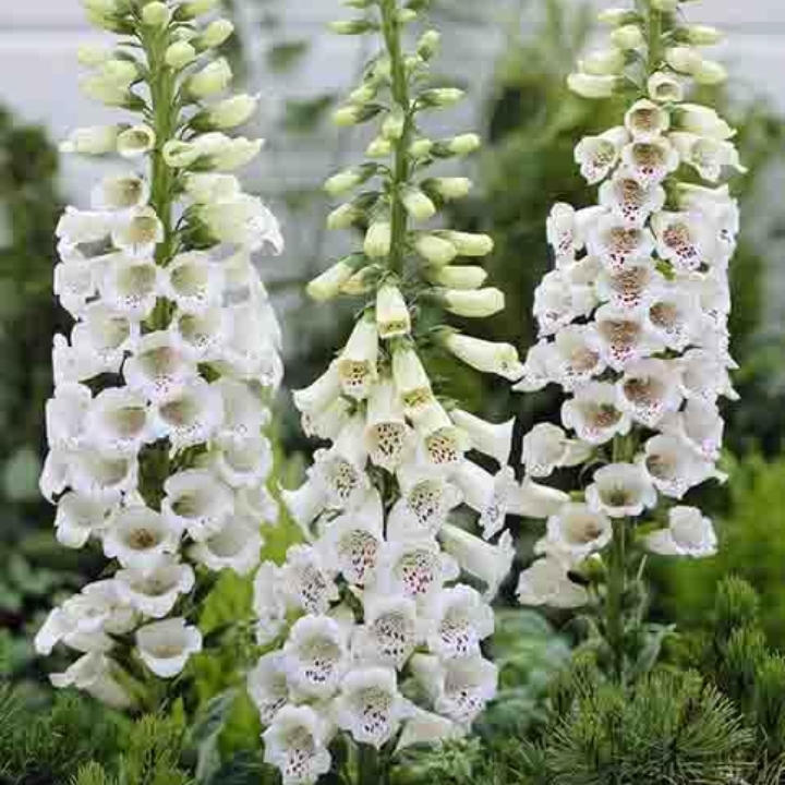 Plant image Digitalis purpurea 'Alba'