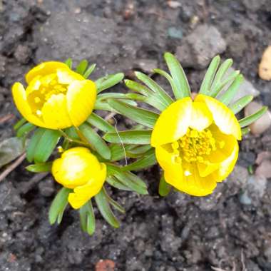 Eranthis hyemalis