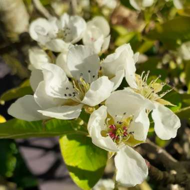 Pyrus communis