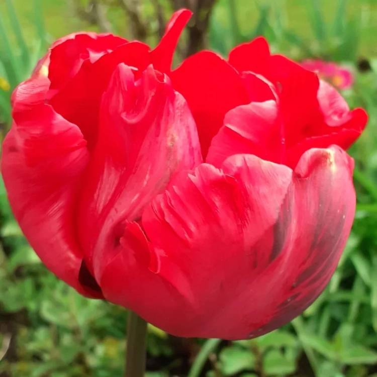 Plant image Tulipa (Parrot Group)