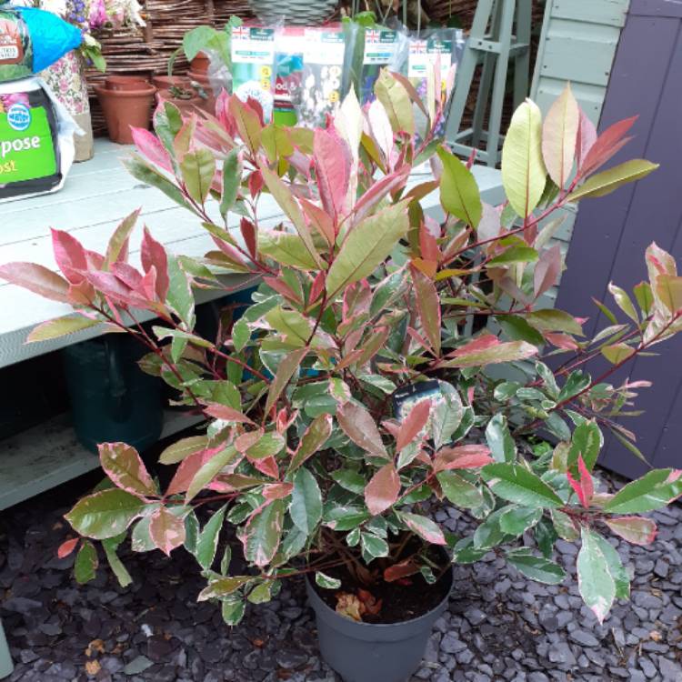 Plant image Photinia x fraseri 'Louise'