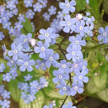 Brunnera macrophylla 'Jack Frost'