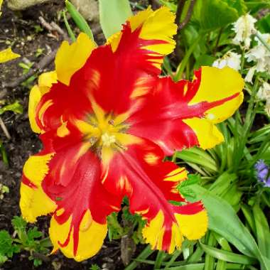 Tulipa 'Flaming Parrot'