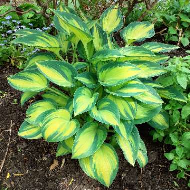 Hosta (Tardiana Group) 'June'