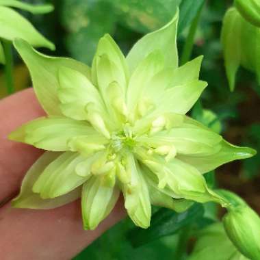 Aquilegia 'Lime Sorbet'