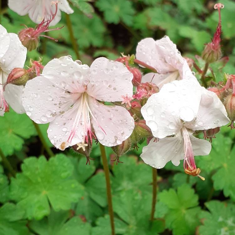 Plant image Geranium x cantabrigiense 'St Ola'