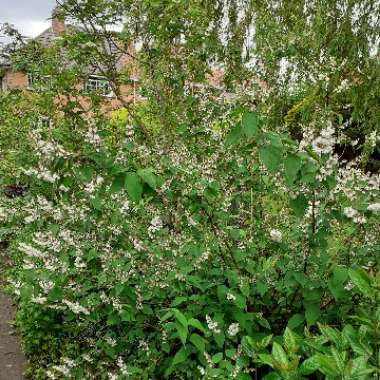 Deutzia