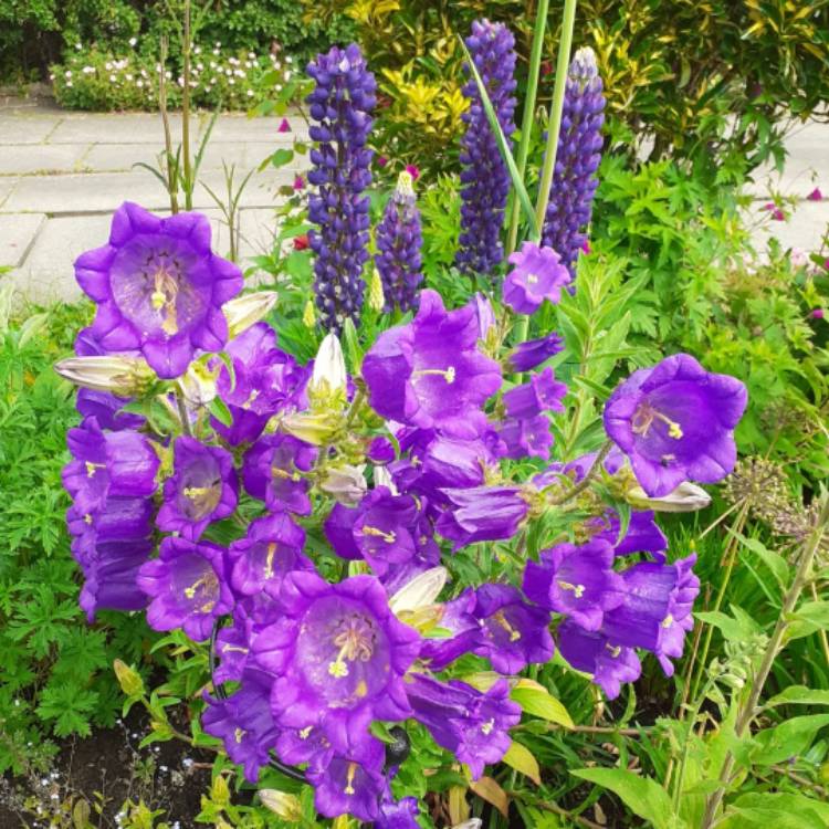 Plant image Campanula medium