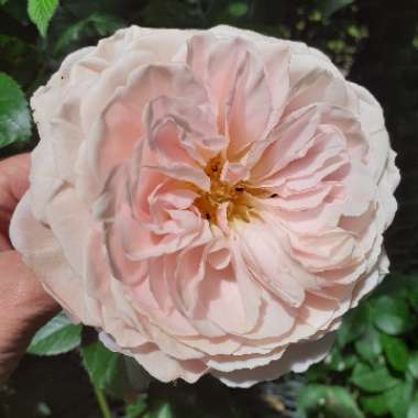 Rosa 'Ausled' syn. Rosa 'A Shropshire Lad'