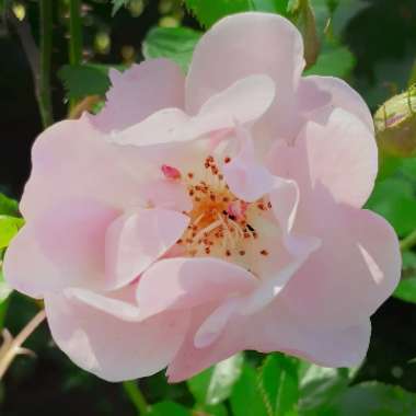 Rosa 'Harspiral' syn. Rosa 'The Lakeland Rose', Rosa 'Lakeland Rose'