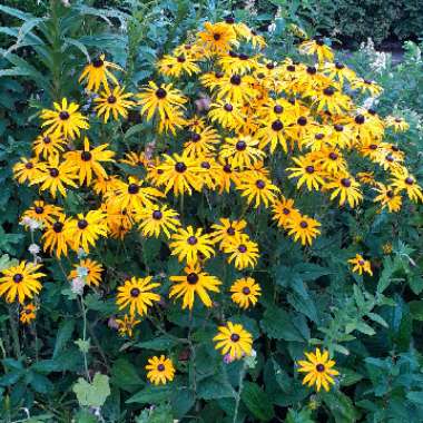 Rudbeckia fulgida var. sullivantii 'Goldsturm'