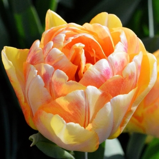 Plant image Tulipa 'Foxy Foxtrot'