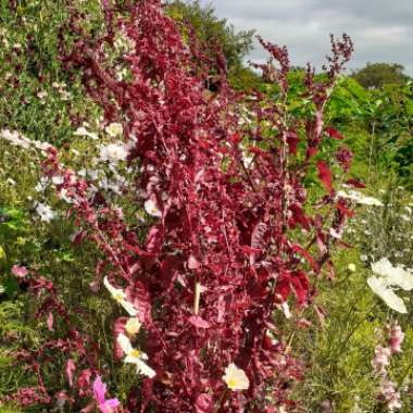 Ange's garden