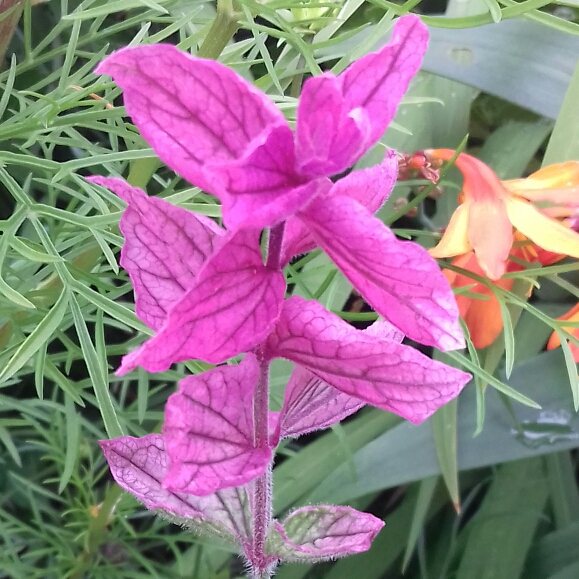 Plant image Salvia viridis 'Claryssa Series' syn. Salvia horminum 'Claryssa Series'