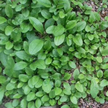 Myosotis arvensis