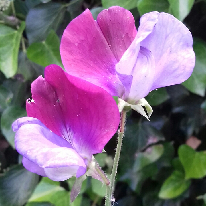 Plant image Lathyrus Odoratus 'Old Fashioned Mix' (Mix)