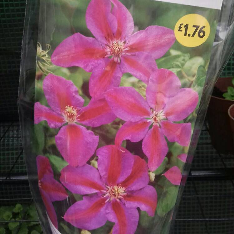 Plant image Clematis 'Ashva'