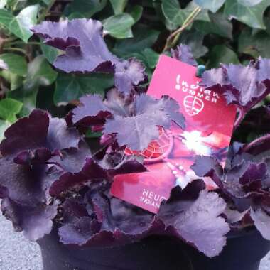 Heuchera