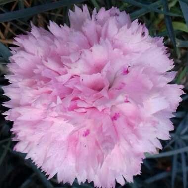 Dianthus plumarius