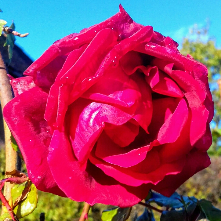 Plant image Rosa 'Ena Harkness'