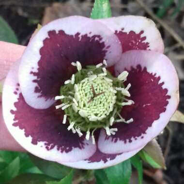 Helleborus