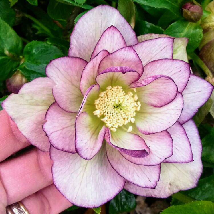 Plant image Helleborus x hybridus 'Double Ellen Picotee' (Double Ellen Series)