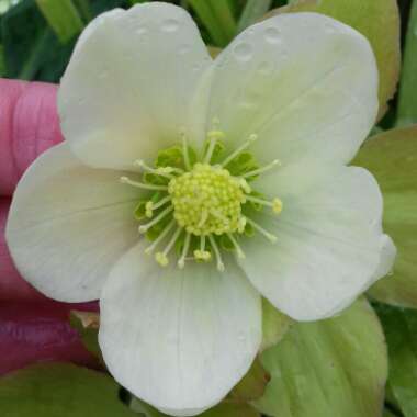 Helleborus x nigercors 'Coseh 840' (HGC Series) syn. Helleborus 'HGC Ice Breaker Pico'