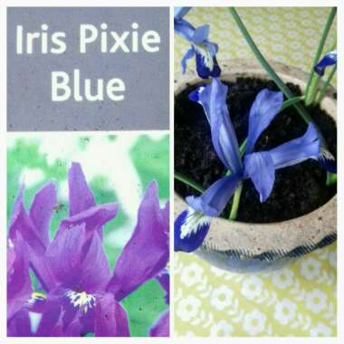 Iris 'Pixie' syn. Iris reticulata 'Pixie'