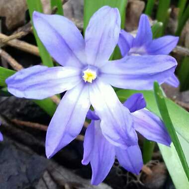 Chionodoxa