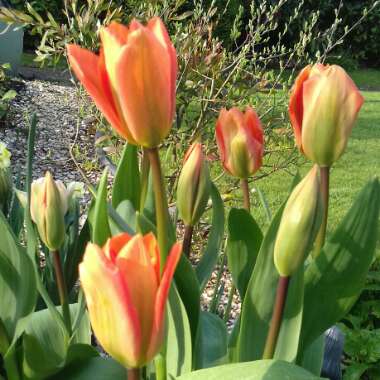 Tulipa 'Orange Emperor'