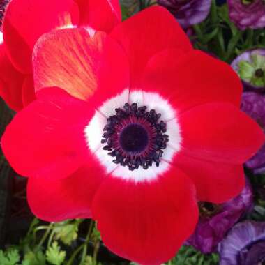 Anemone coronaria