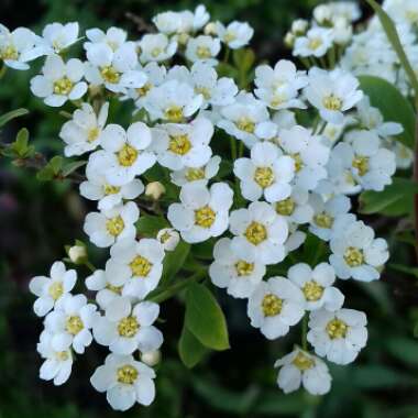 Spiraea prunifolia 'Plena'