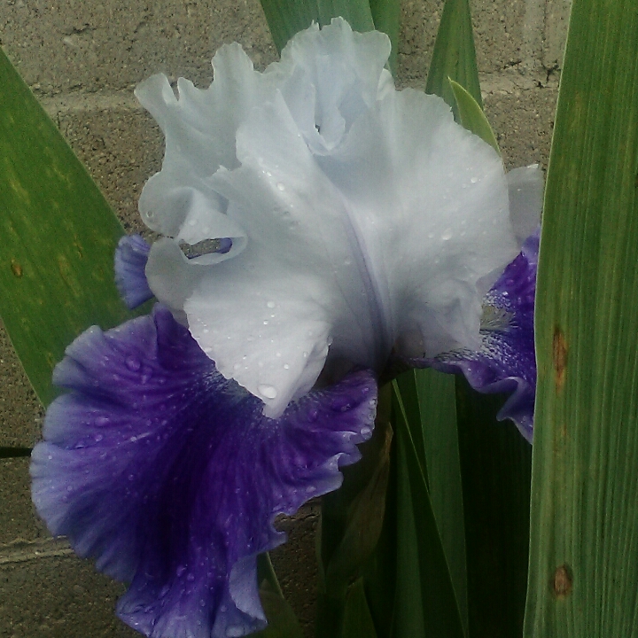 Plant image Iris x germanica 'Clarence'