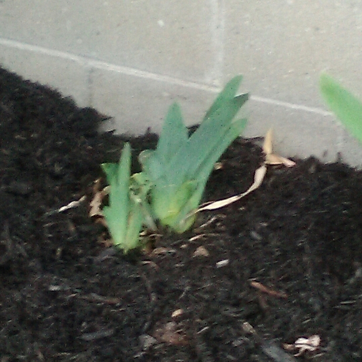 Plant image Iris x germanica 'Stepping Out'